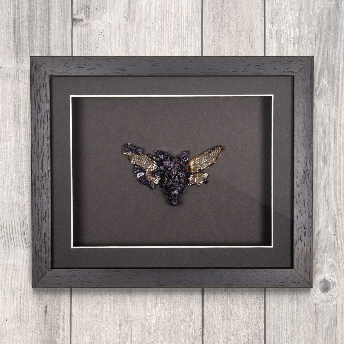 Minibeast Cicada (Cryptotymapana acuta) with Purple Crystals in Box Frame