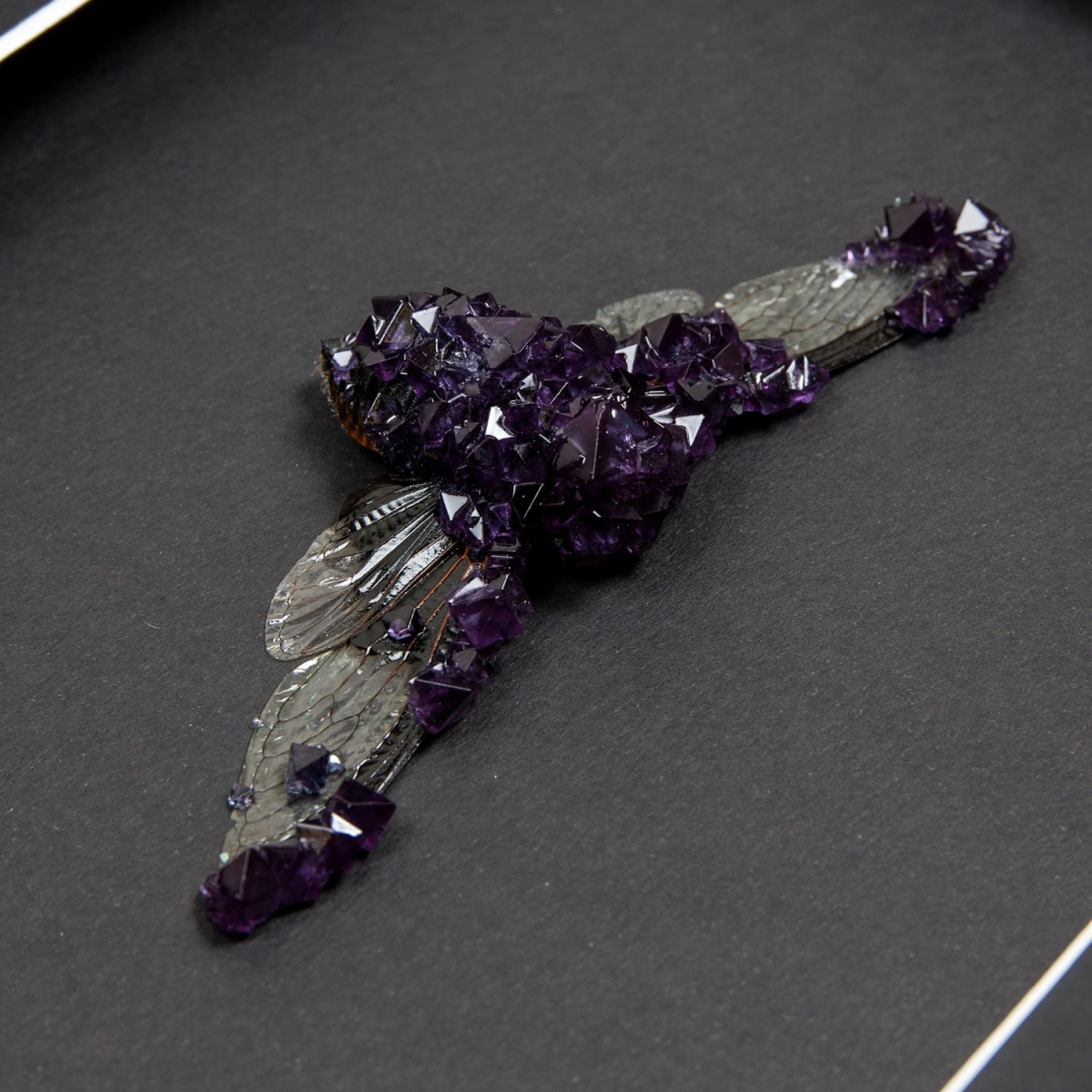 Cicada (Cryptotymapana aquila) with Purple Crystals in Box Frame