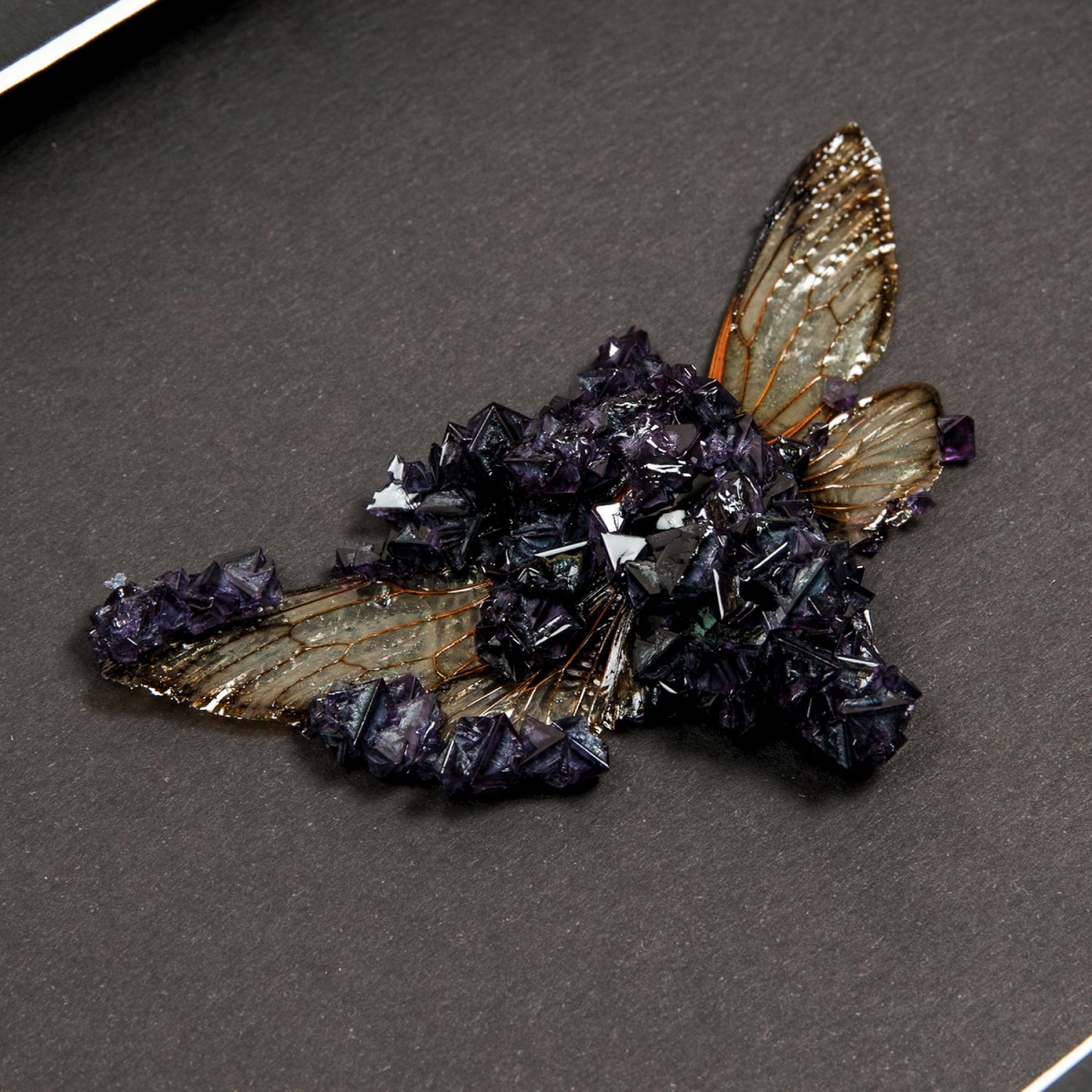 Cicada (Cryptotymapana acuta) with Purple Crystals in Box Frame