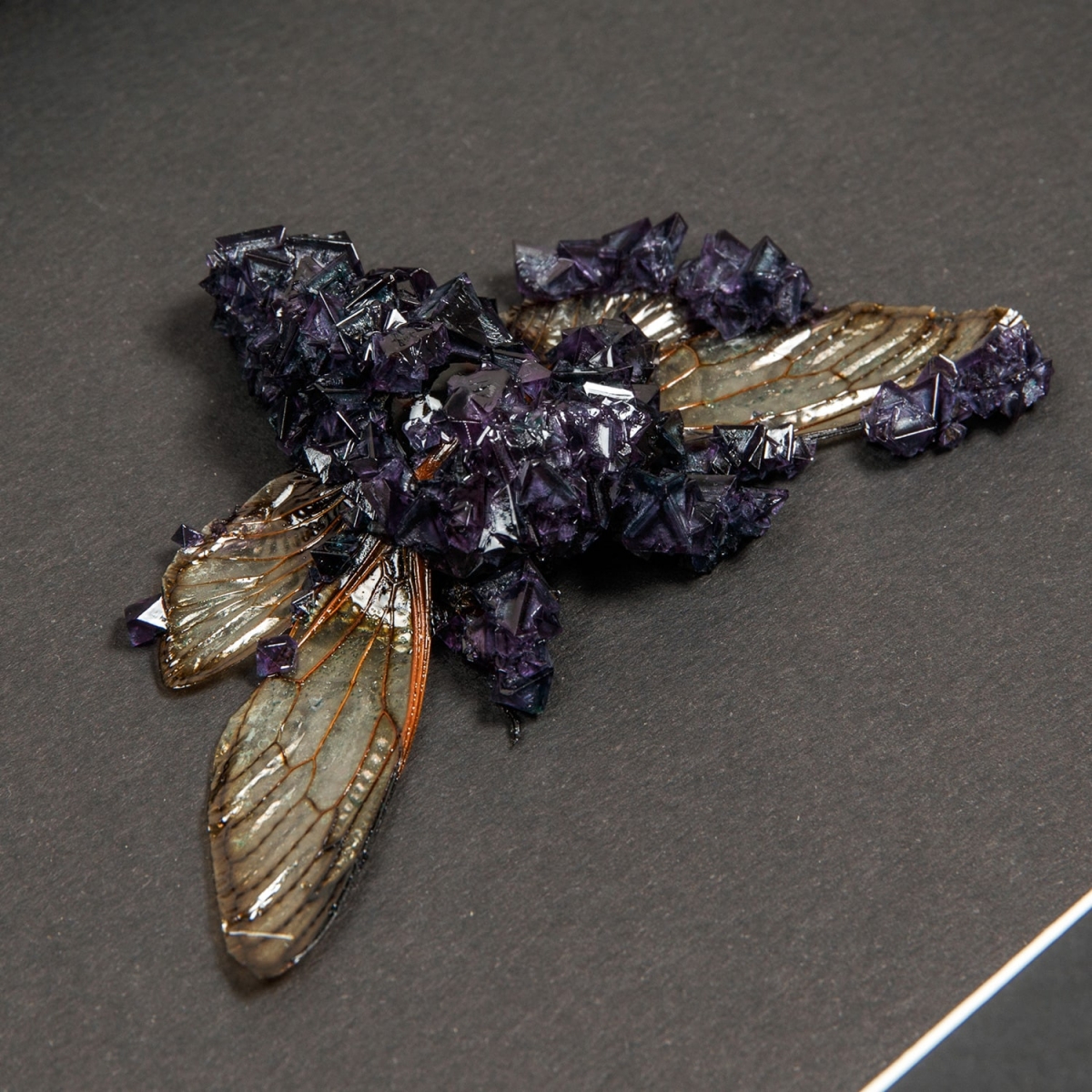 Cicada (Cryptotymapana acuta) with Purple Crystals in Box Frame