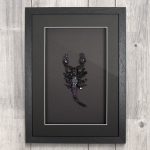 Minibeast Giant Forest Scorpion (Heterometrus) with Purple Crystals in Box Frame
