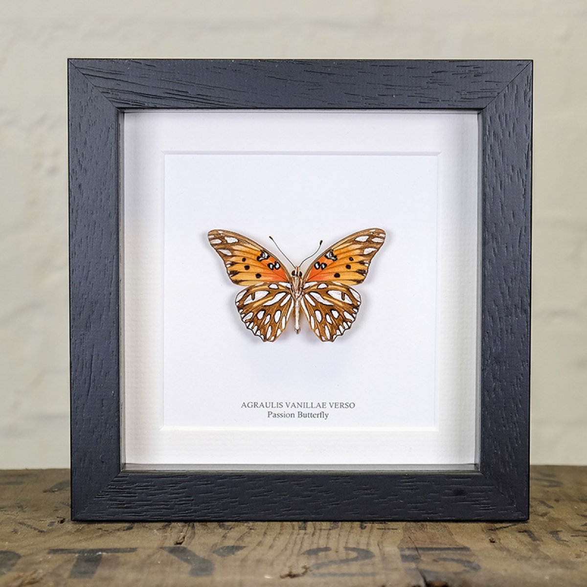 Minibeast Passion Butterfly in Box Frame (Agraulis vanillae verso)