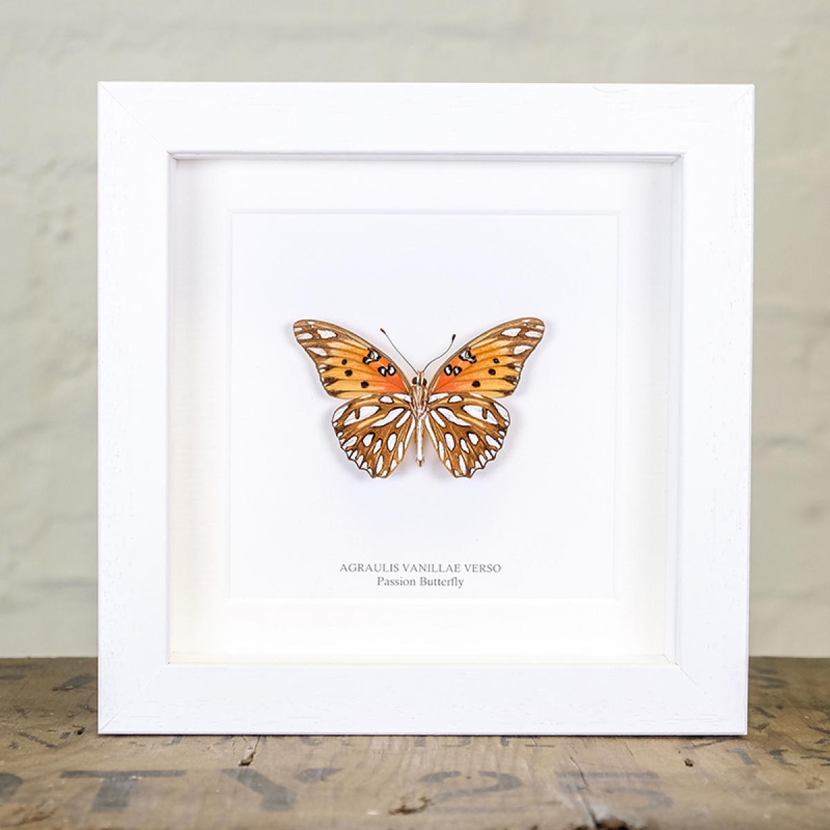 Passion Butterfly in Box Frame (Agraulis vanillae verso)