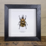 Minibeast Dynastes hyllus Beetle in Box Frame (Dynastes hyllus)
