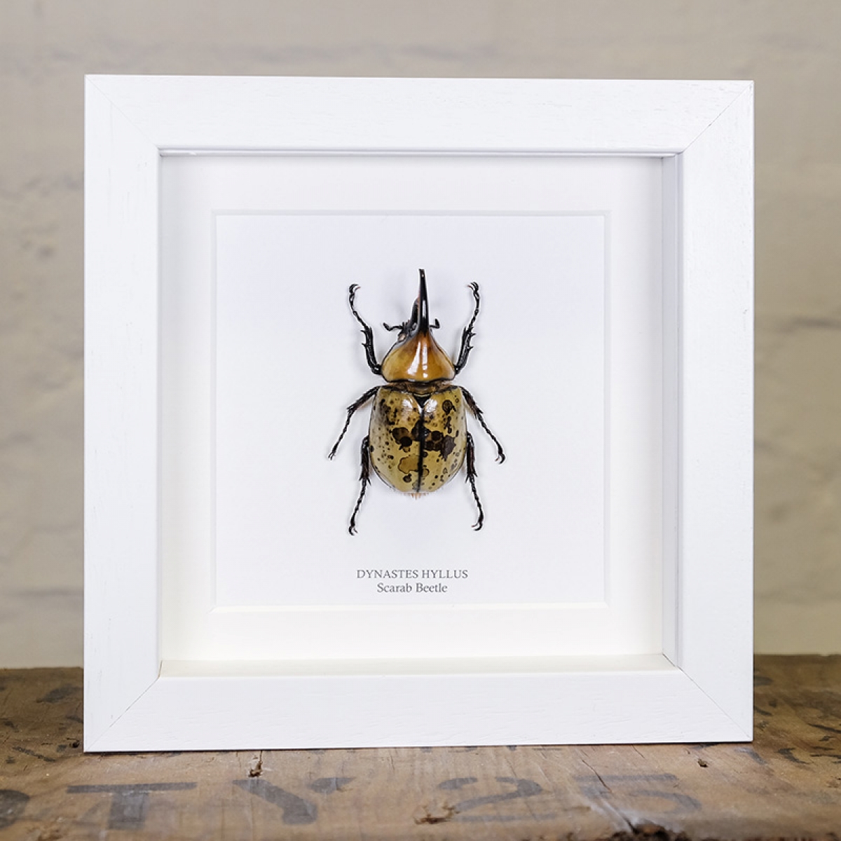 Dynastes hyllus Beetle in Box Frame (Dynastes hyllus)