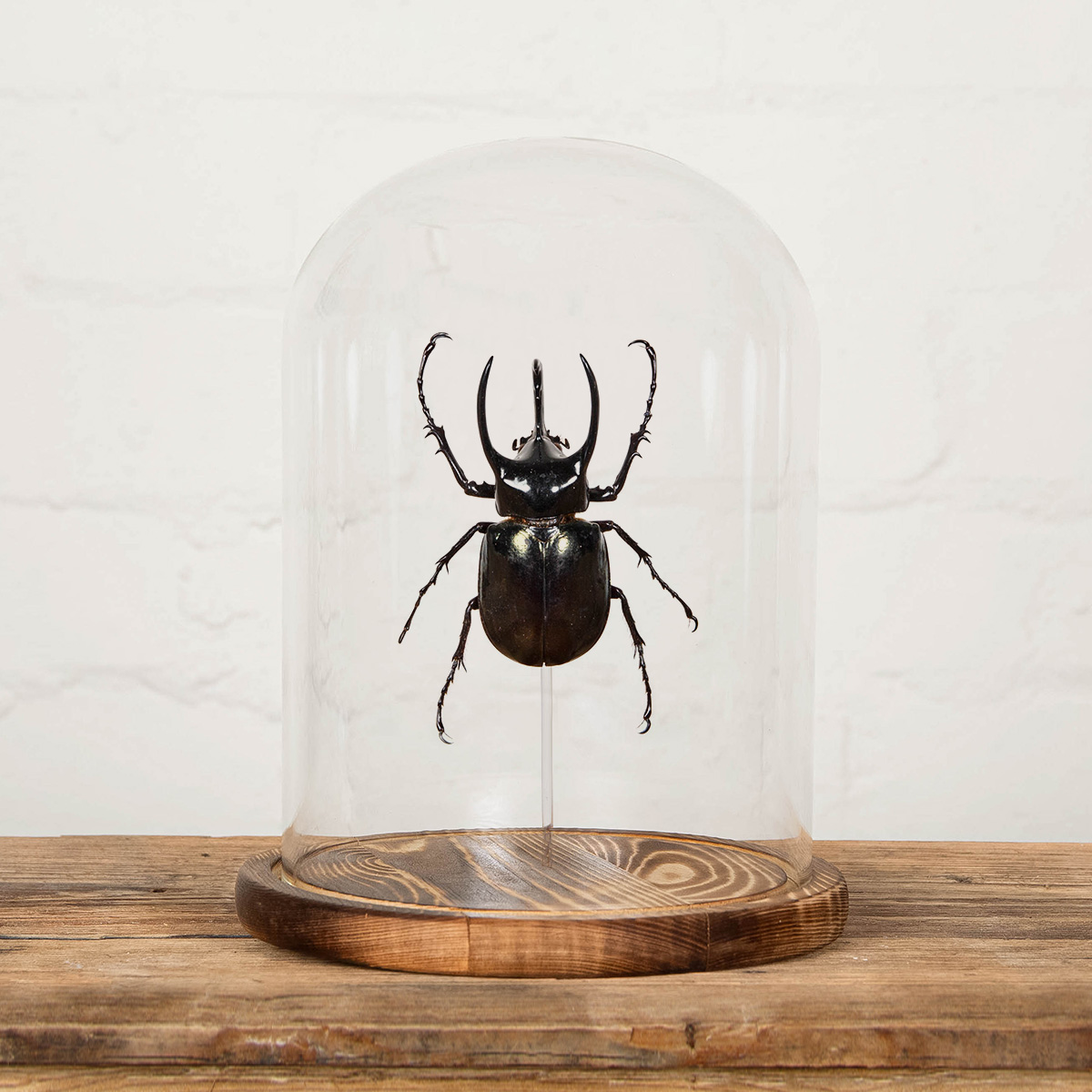 Minibeast Huge Atlas Beetle in Glass Dome with Wooden Base (Chalcosoma chiron)