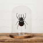 Minibeast Huge Atlas Beetle in Glass Dome with Wooden Base (Chalcosoma chiron)