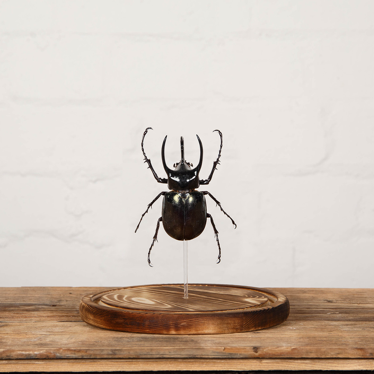 Huge Atlas Beetle in Glass Dome with Wooden Base (Chalcosoma chiron)