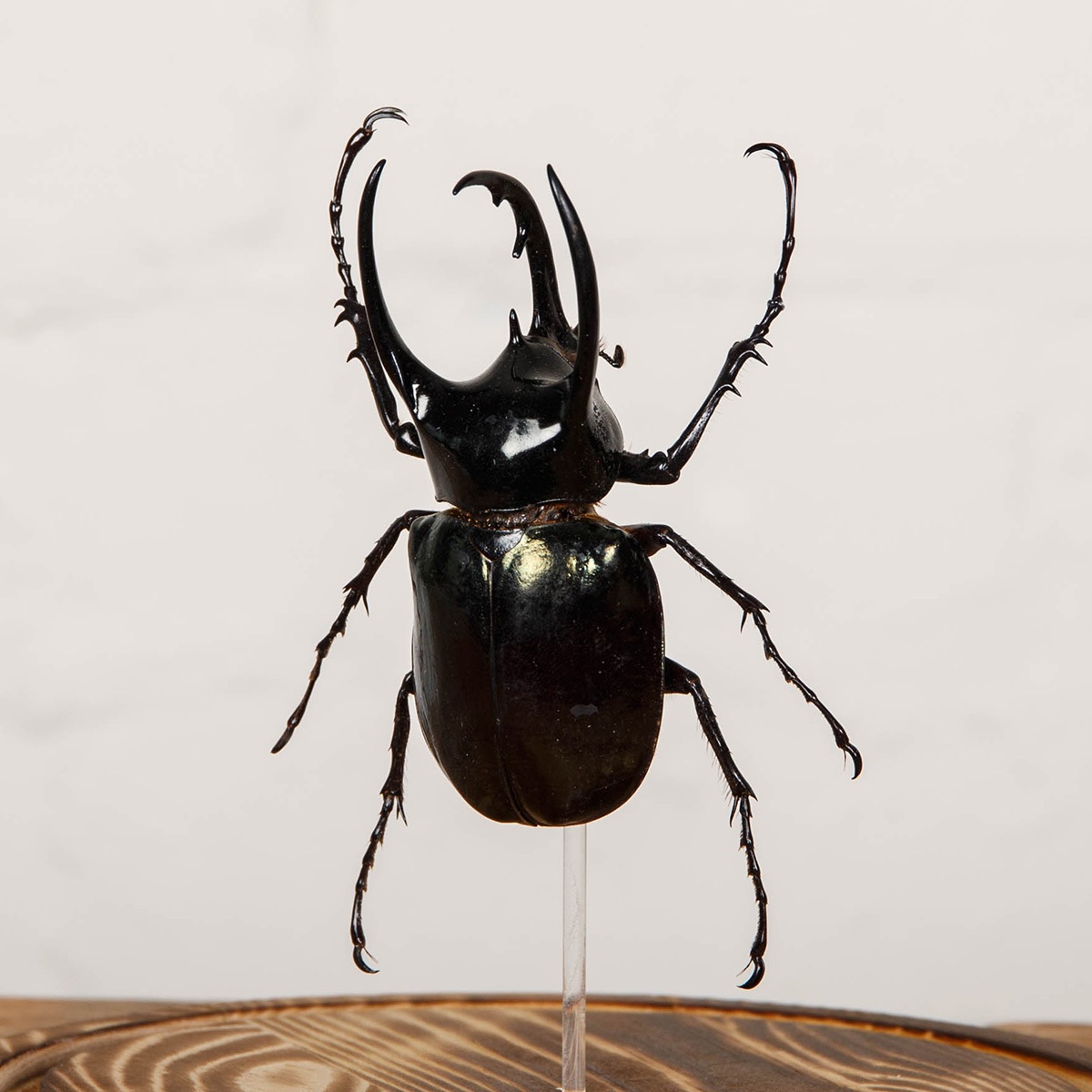 Huge Atlas Beetle in Glass Dome with Wooden Base (Chalcosoma chiron)