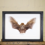 Minibeast Taxidermy Hairy Winged Bat in Box Frame (Harpiocephalus harpia)