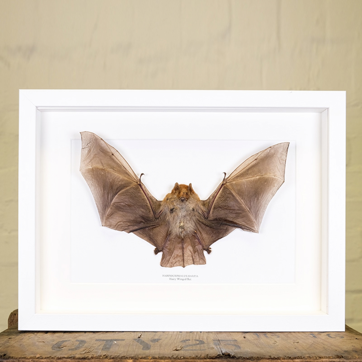 Taxidermy Hairy Winged Bat in Box Frame (Harpiocephalus harpia)