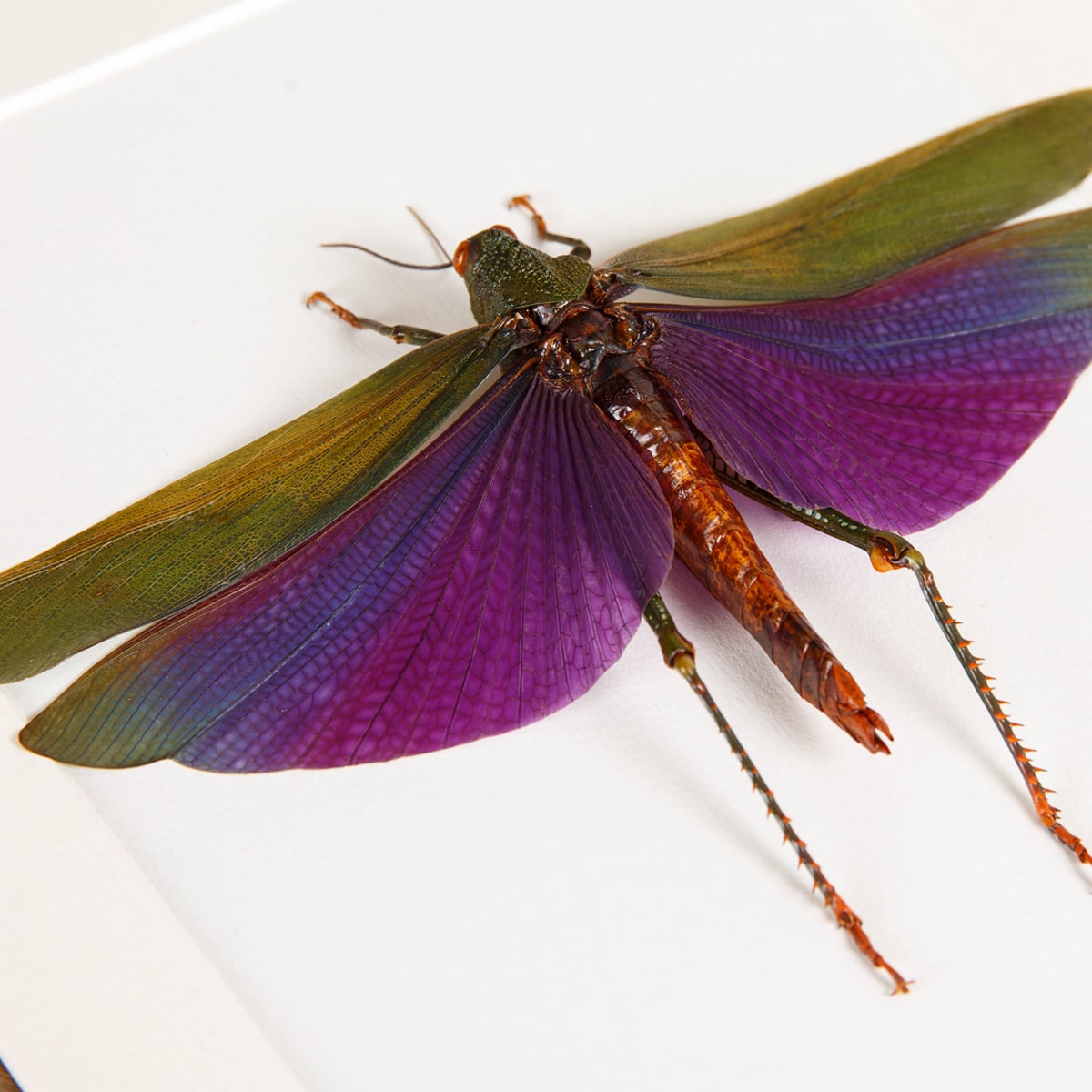 Purple Grasshopper in Box Frame (Titanacris albipes)