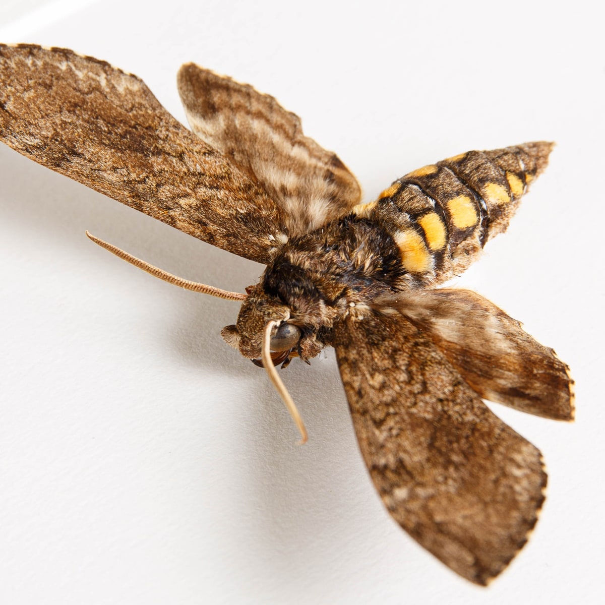 Carolina Sphinx Moth in Box Frame (Manduca sexta)