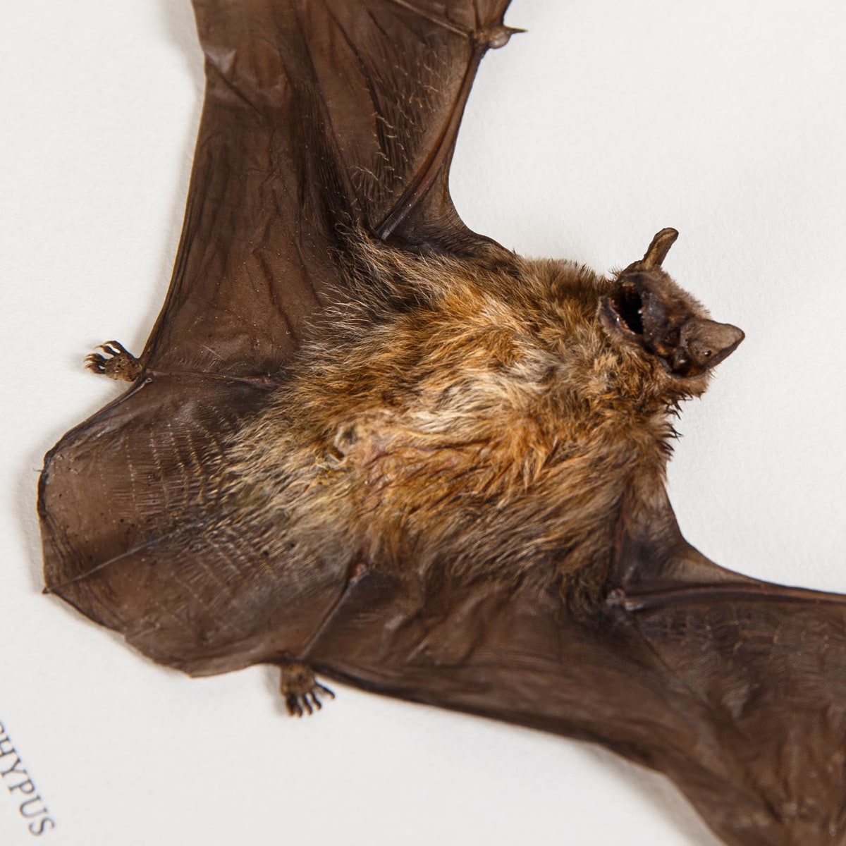 Taxidermy Bamboo Bat in Box Frame (Tylonycteris pachypus)