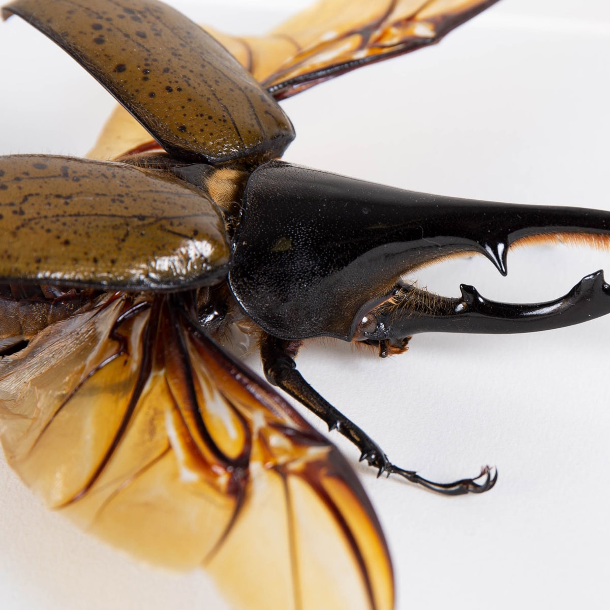 Hercules Beetle in Box Frame (Dynastes hercules lichyi)