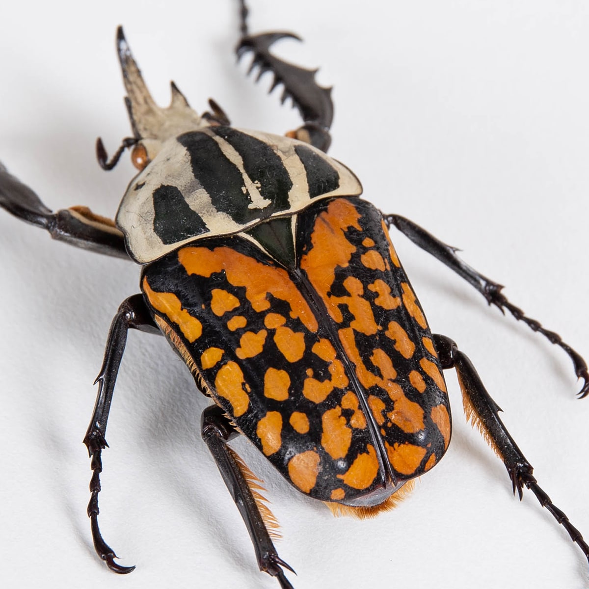 African Flower Beetle in Box Frame (Mecynorrhina oberthuri decorata)