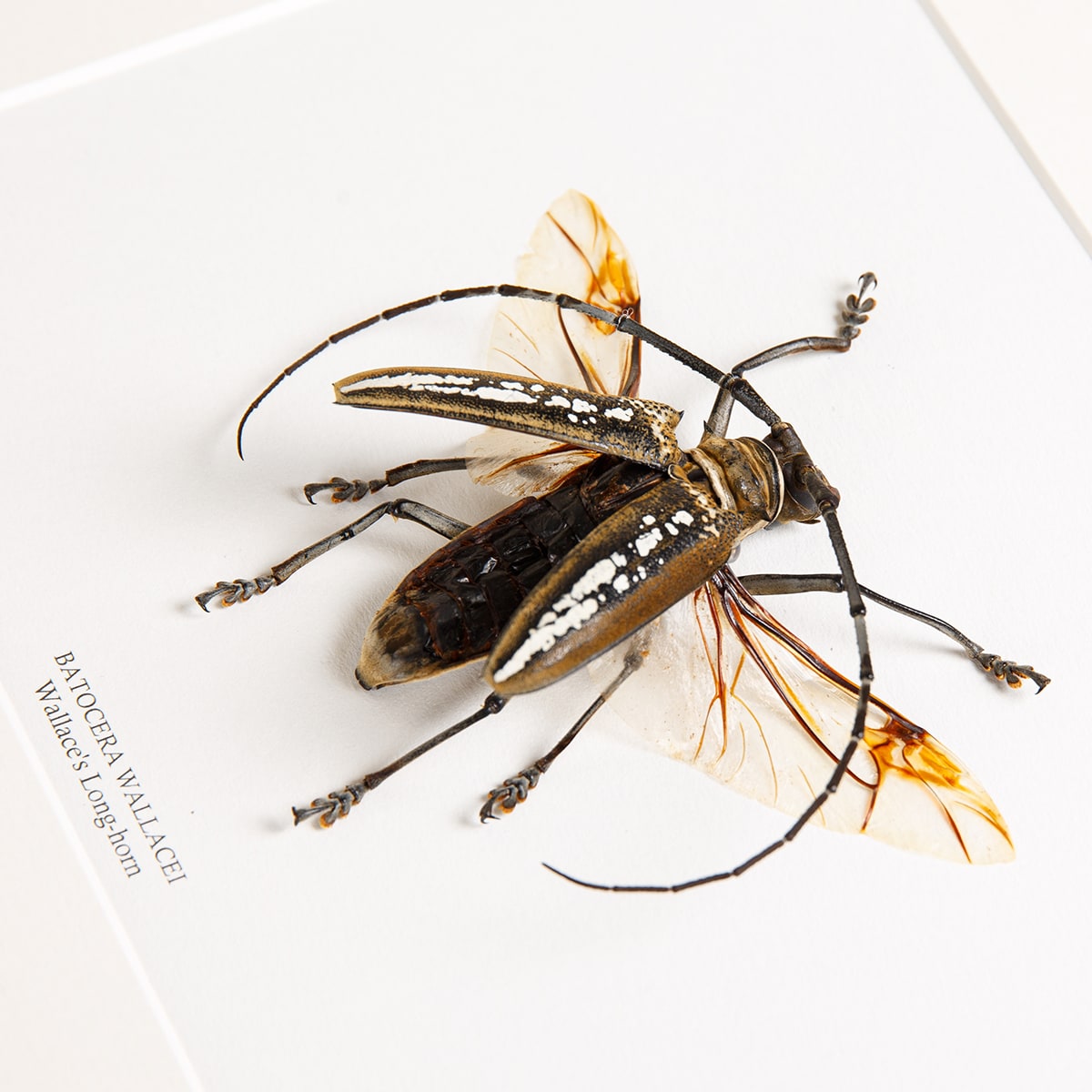 Wallace's Long-horn Beetle With Wings Spread in Box Frame (Batocera wallacei)