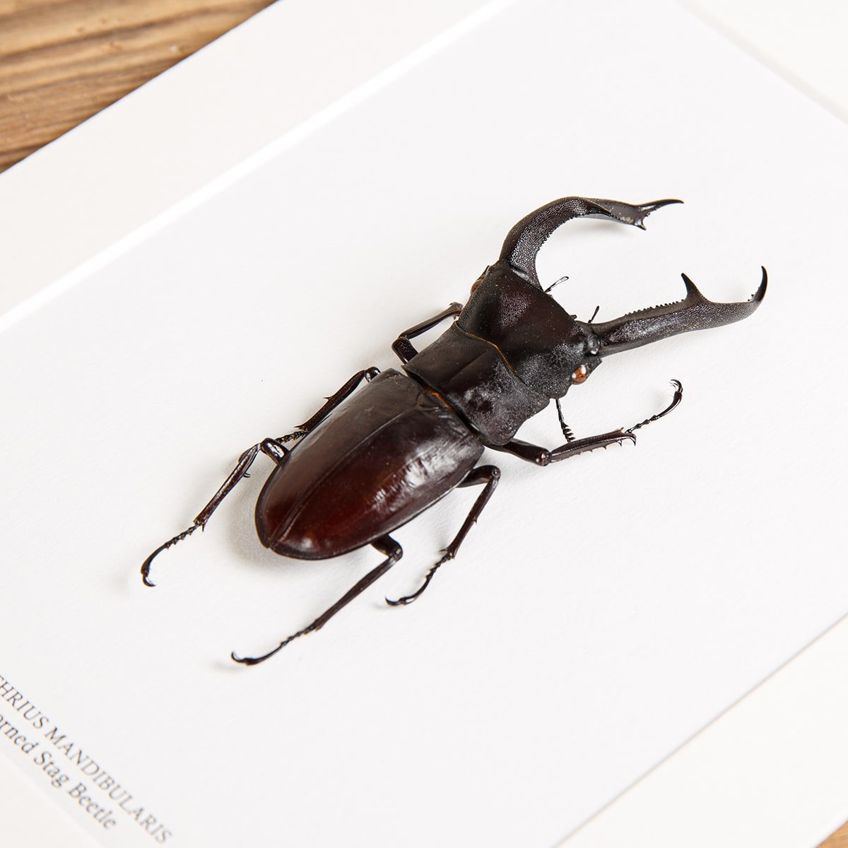 Fork-horned Stag Beetle in Box Frame (Hexarthrius mandibularis)