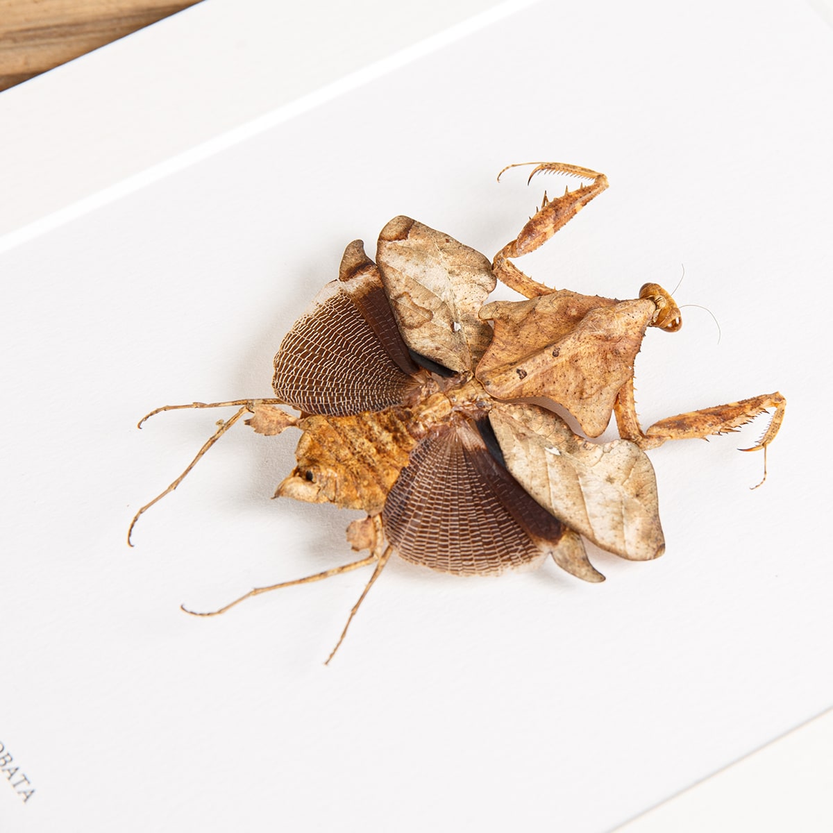 Dead Leaf Mantis in Box Frame (Deroplatys lobata)