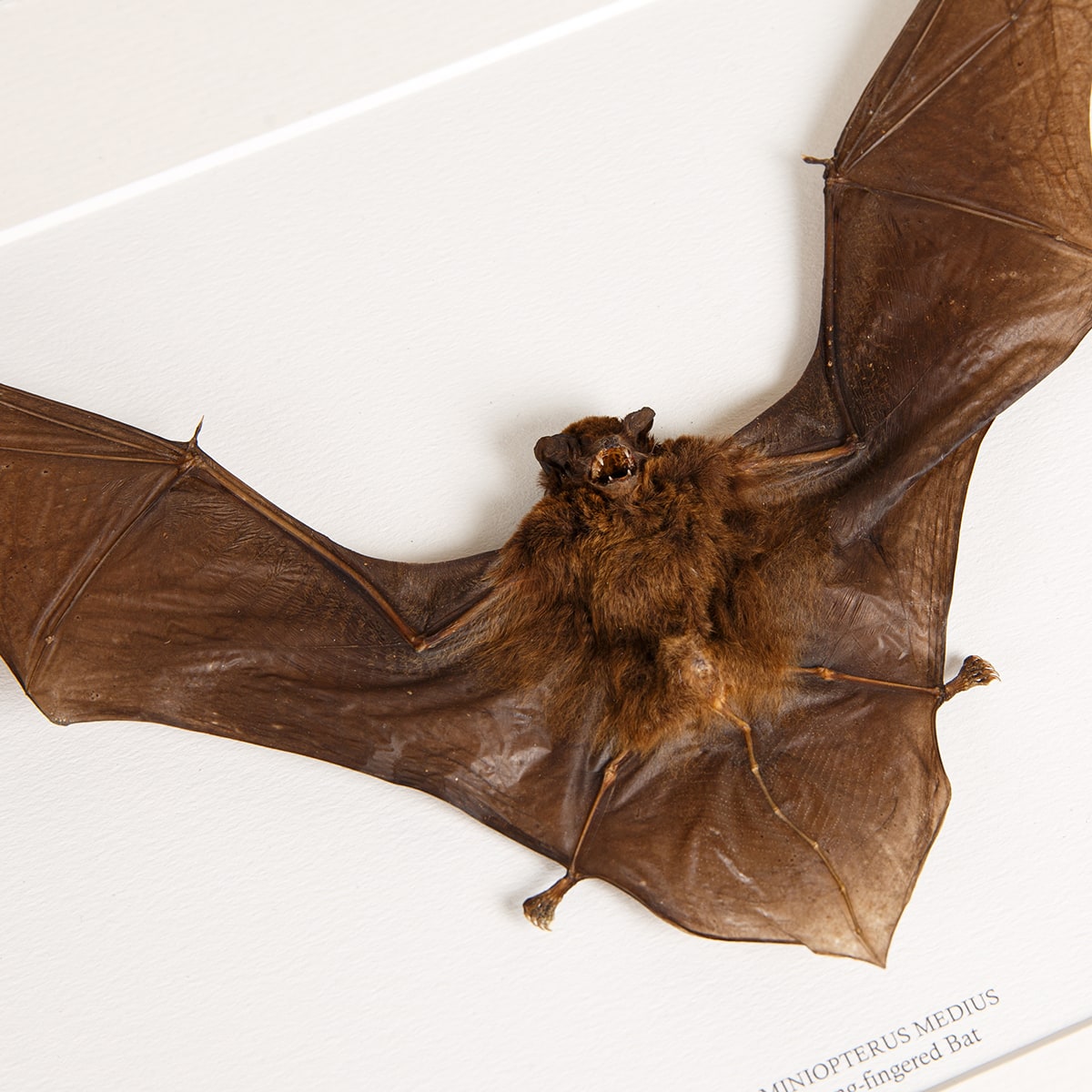Long-fingered Bat in Box Frame (Miniopterus medius)