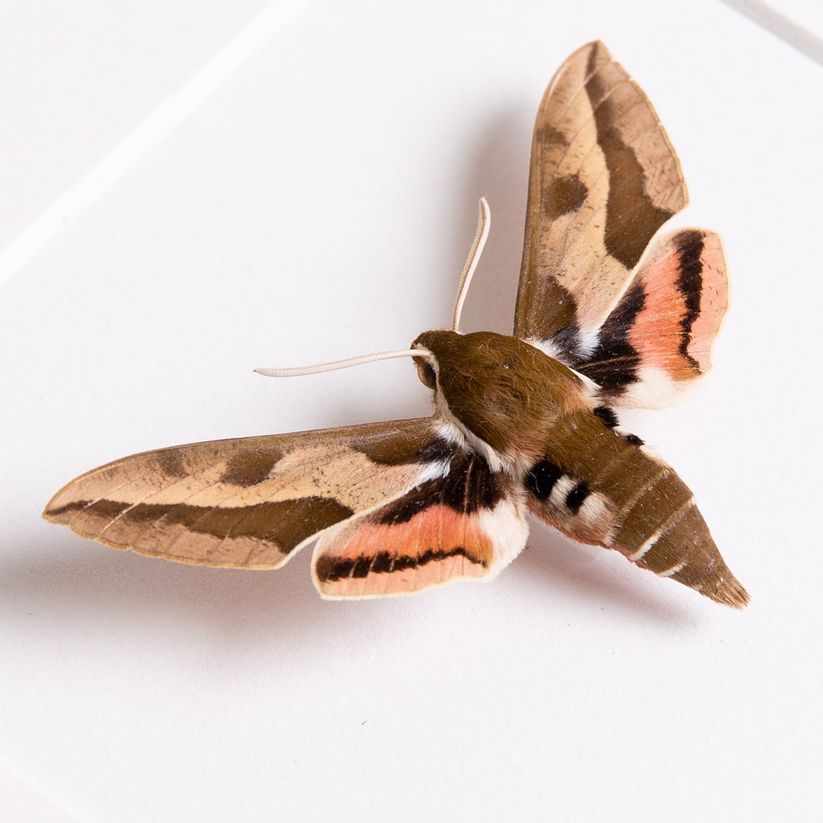 Bedstraw Hawk-moth in Box Frame (Hyles gallii)