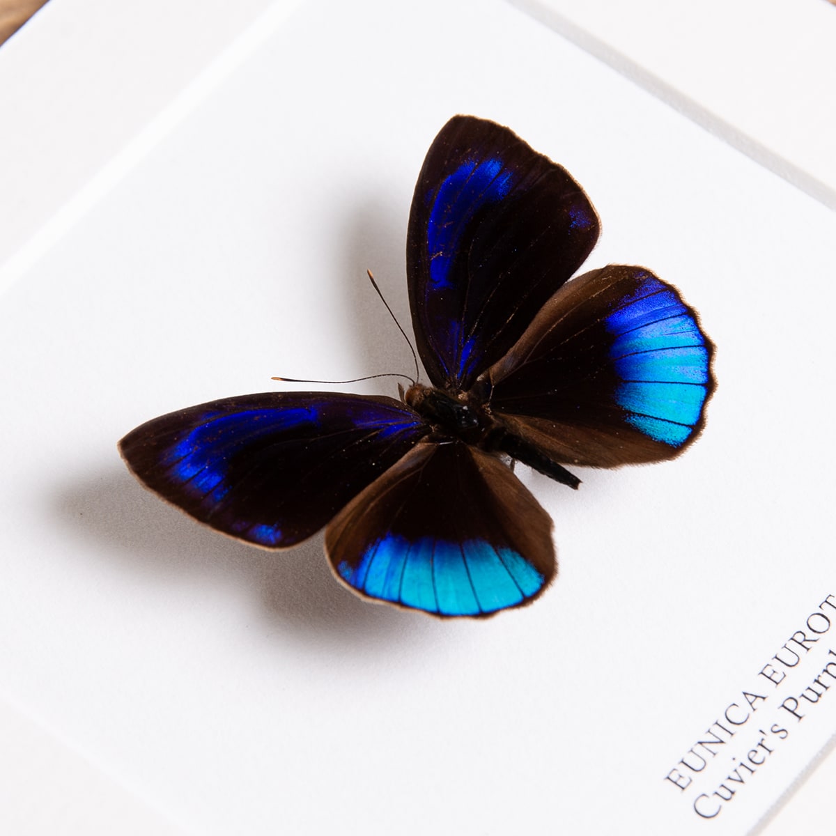 Cuvier's Purplewing Butterfly in Box Frame (Eunica eurota)
