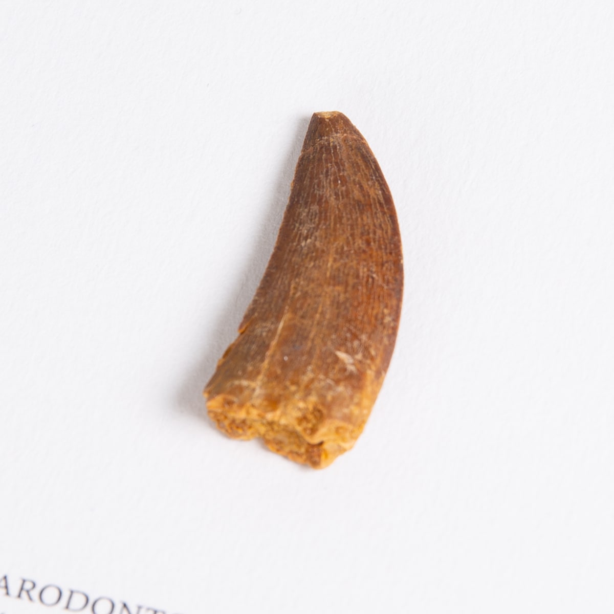 Carcharodontosaurus Dinosaur Tooth Fossil - (Carcharodontosaurus saharicus)
