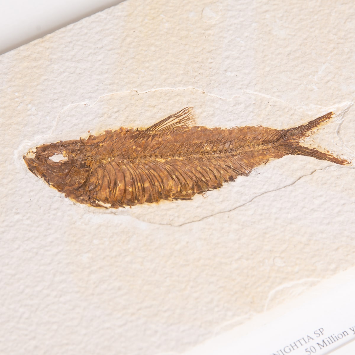 Freshwater Herring Fossil Large - (Knightia sp)