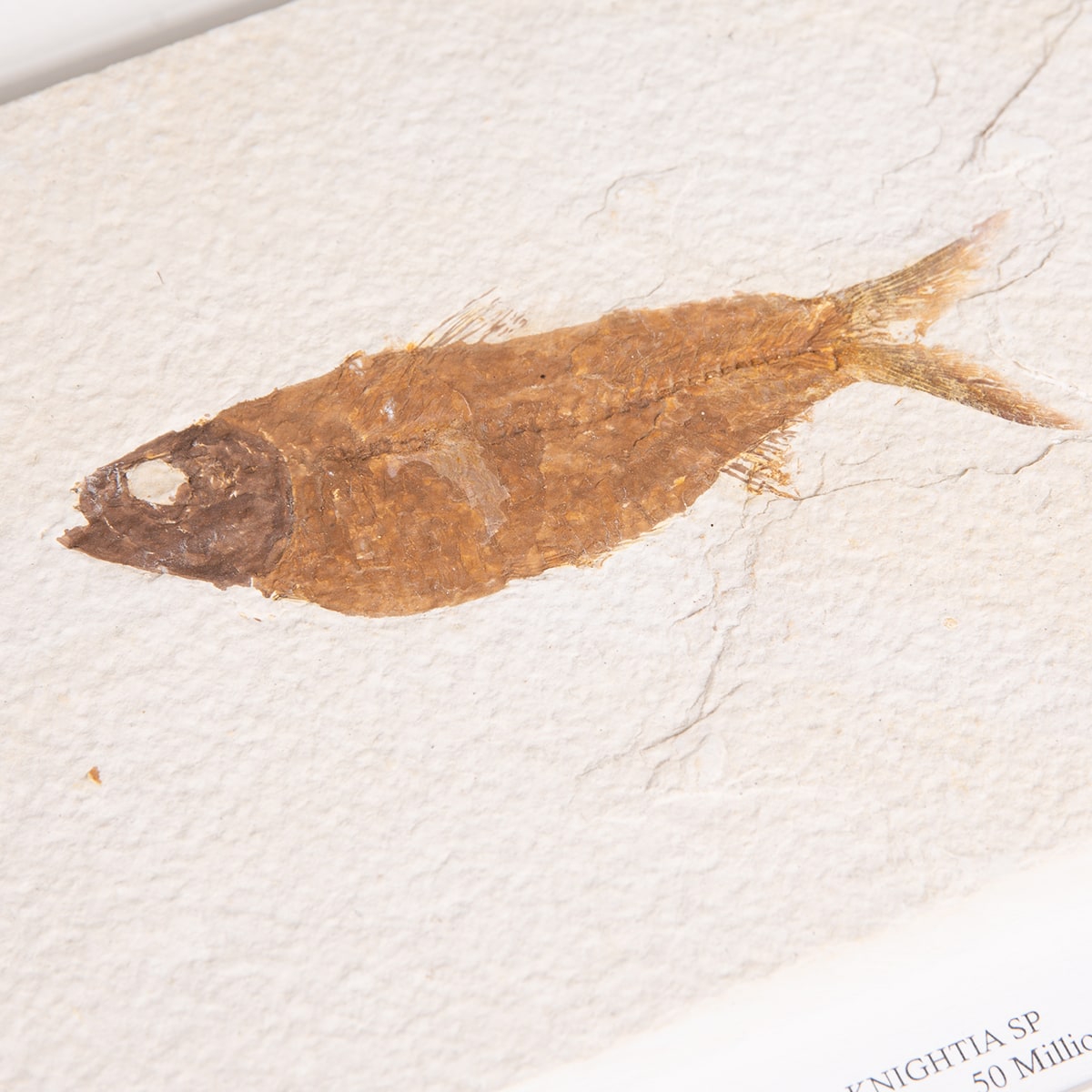 Freshwater Herring Fossil Large - (Knightia sp)