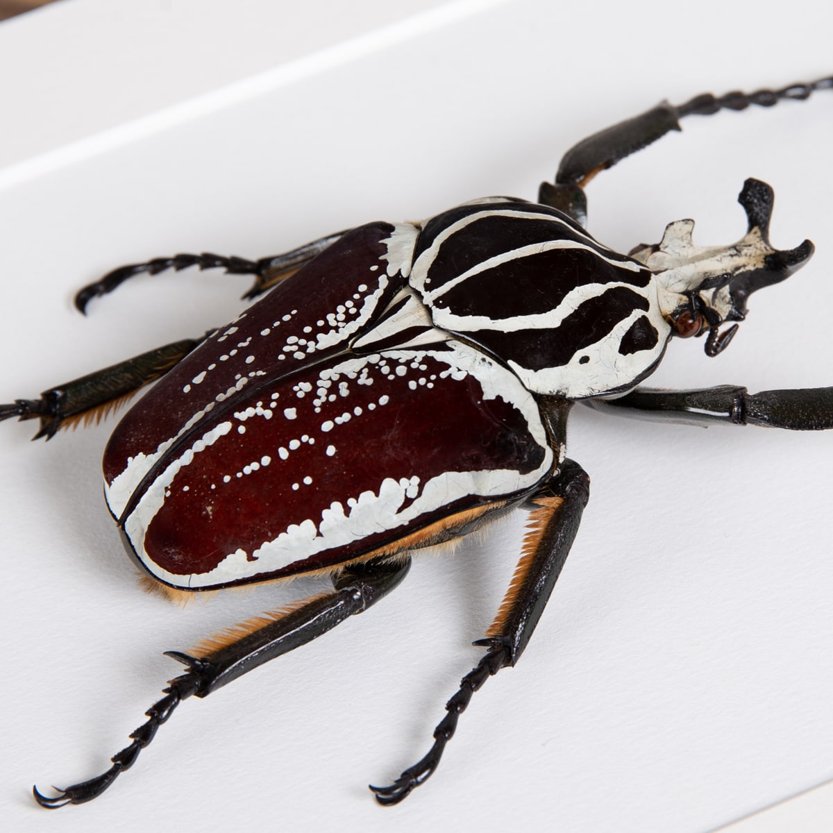Goliath Beetle in Box Frame (Goliathus goliatus conspersus)