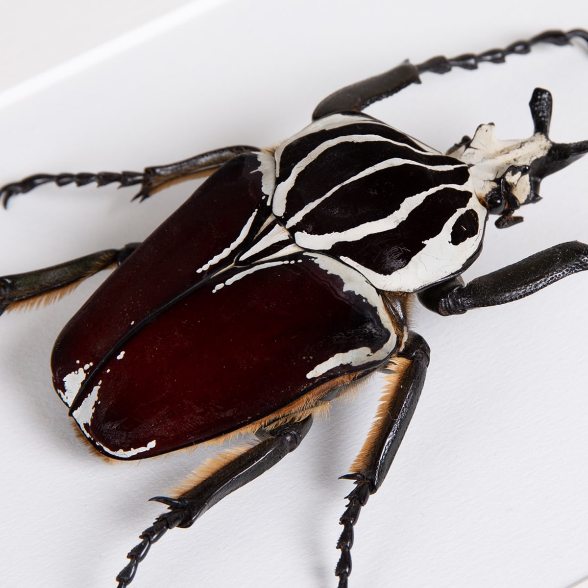 Goliath Beetle in Box Frame (Goliathus goliatus apicalis)