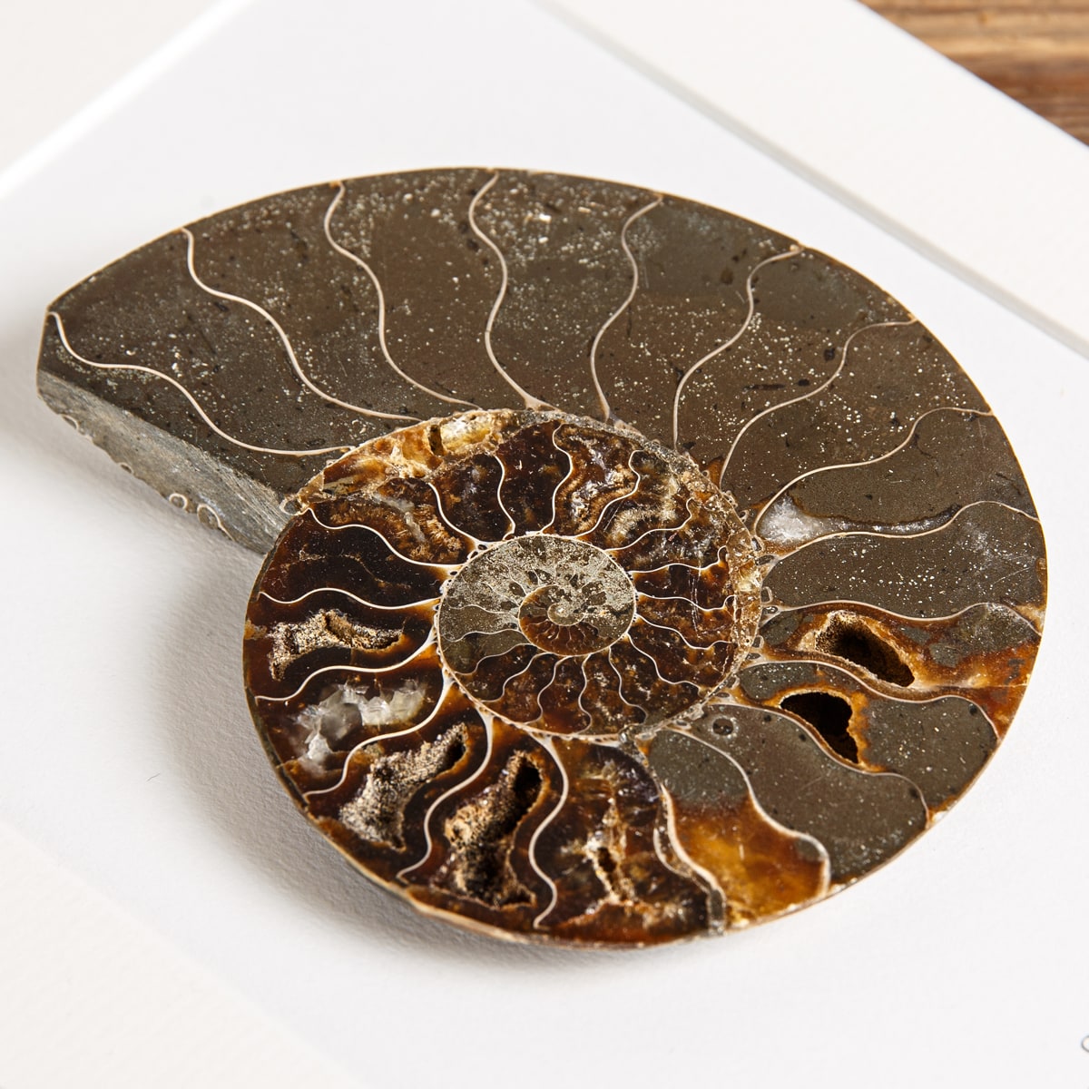 Ammonite Cut and Polished Fossil in Box Frame (Cleoniceras sp)