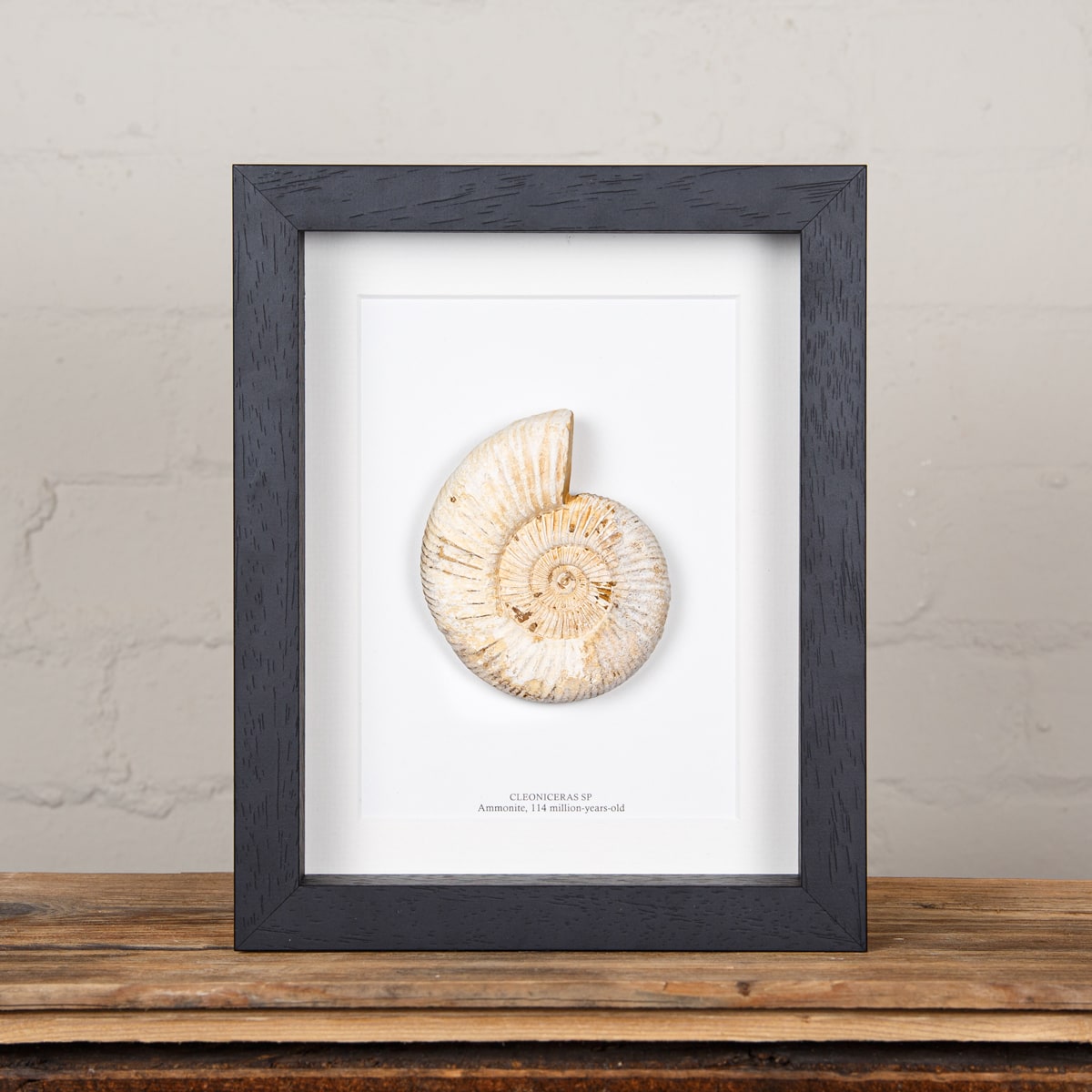 Minibeast Large White Spine Whole Ammonite Fossil in Box Frame (Cleoniceras sp)