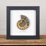 Minibeast Ammonite Cut and Polished Fossil in Box Frame (Cleoniceras sp)