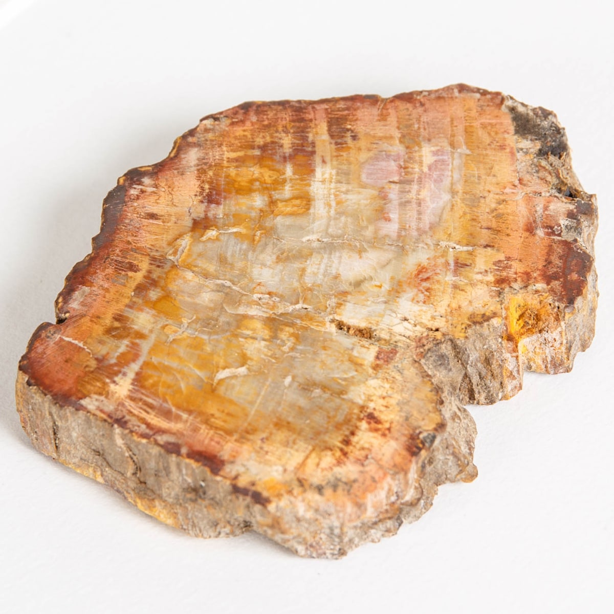 Petrified Wood in Box Frame (Araucarioxylon arizonicum)