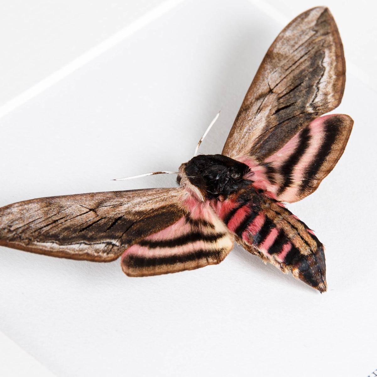 Privet Hawk Moth in Box Frame (Sphinx ligustri)