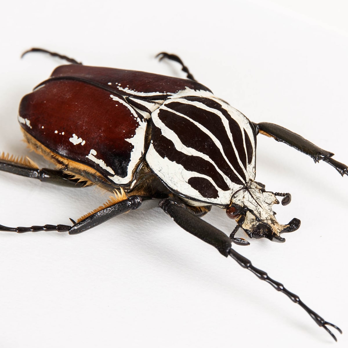 Goliath Beetle in Box Frame (Goliathus goliatus apicalis)