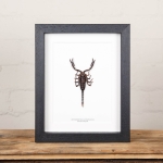 Minibeast Forest Scorpion In Box Frame (Heterometrus)