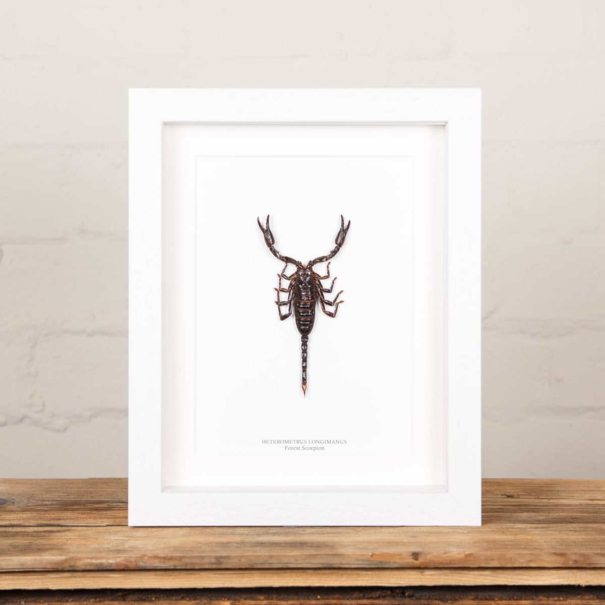 Forest Scorpion In Box Frame (Heterometrus)