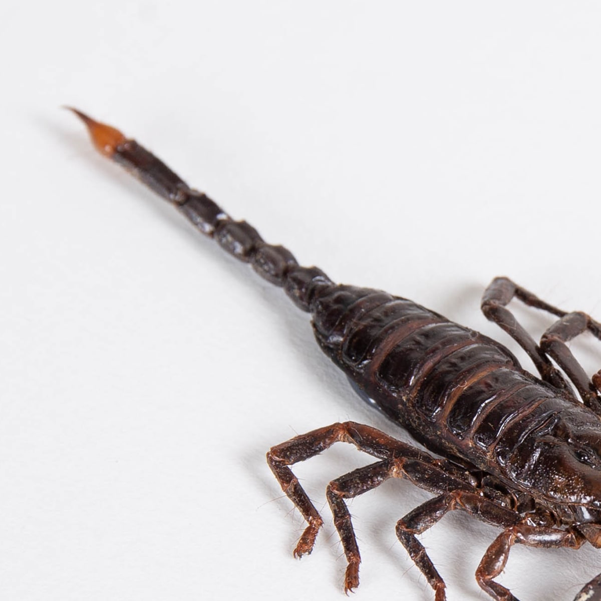 Forest Scorpion In Box Frame (Heterometrus)