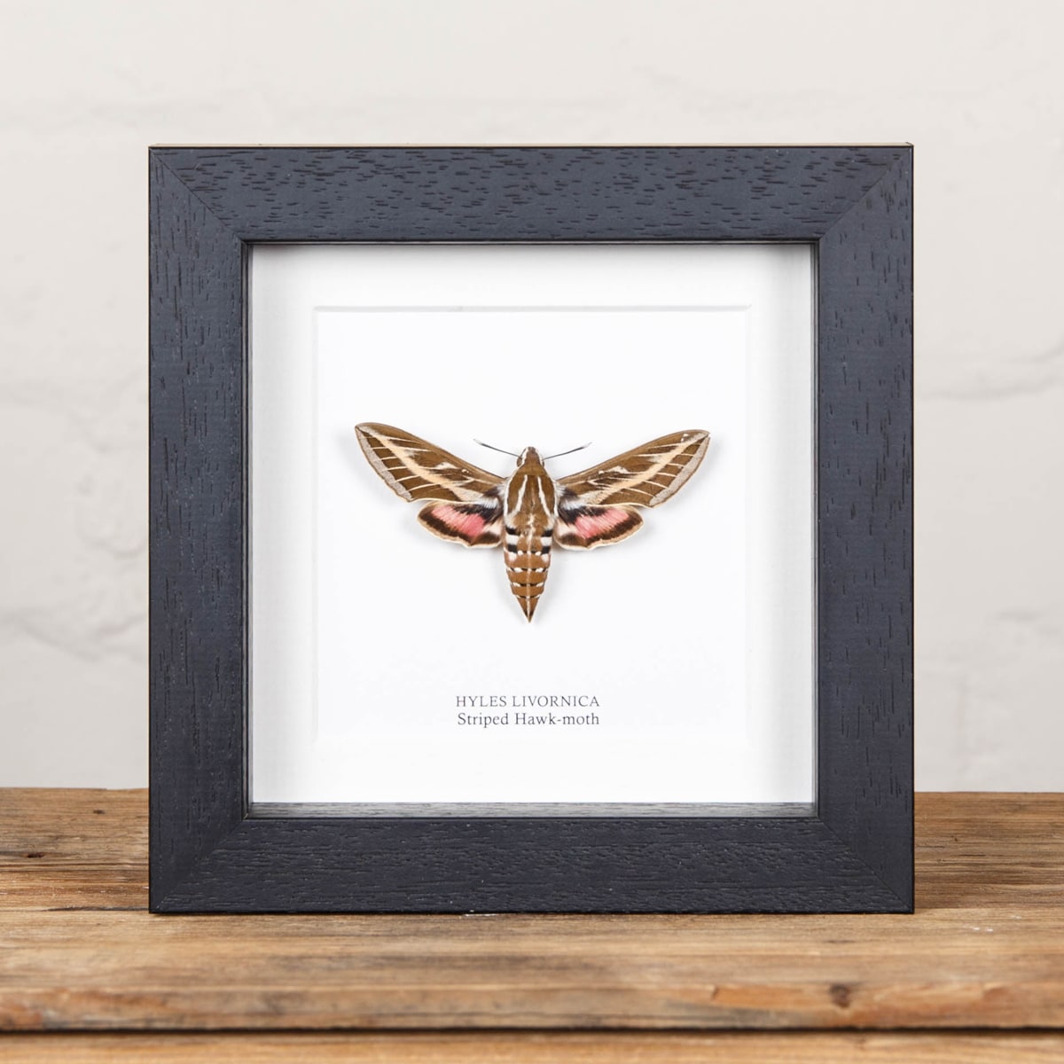 Minibeast Striped Hawk-Moth in Box Frame (Hyles livornica)