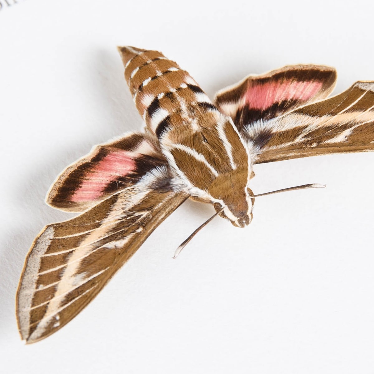 Striped Hawk-Moth in Box Frame (Hyles livornica)