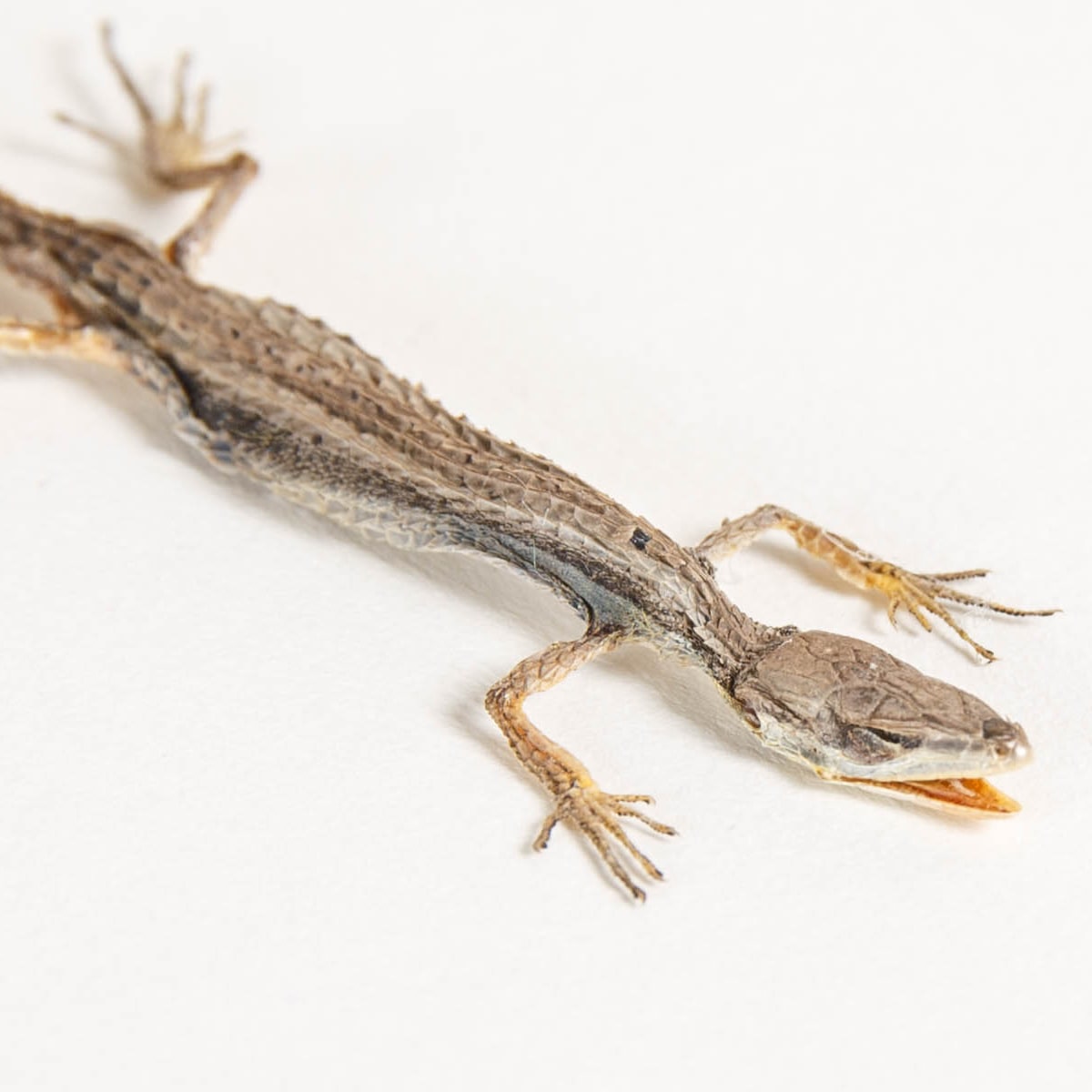Long-tailed Grass Lizard in Box Frame (Takydromus sexlineatus)