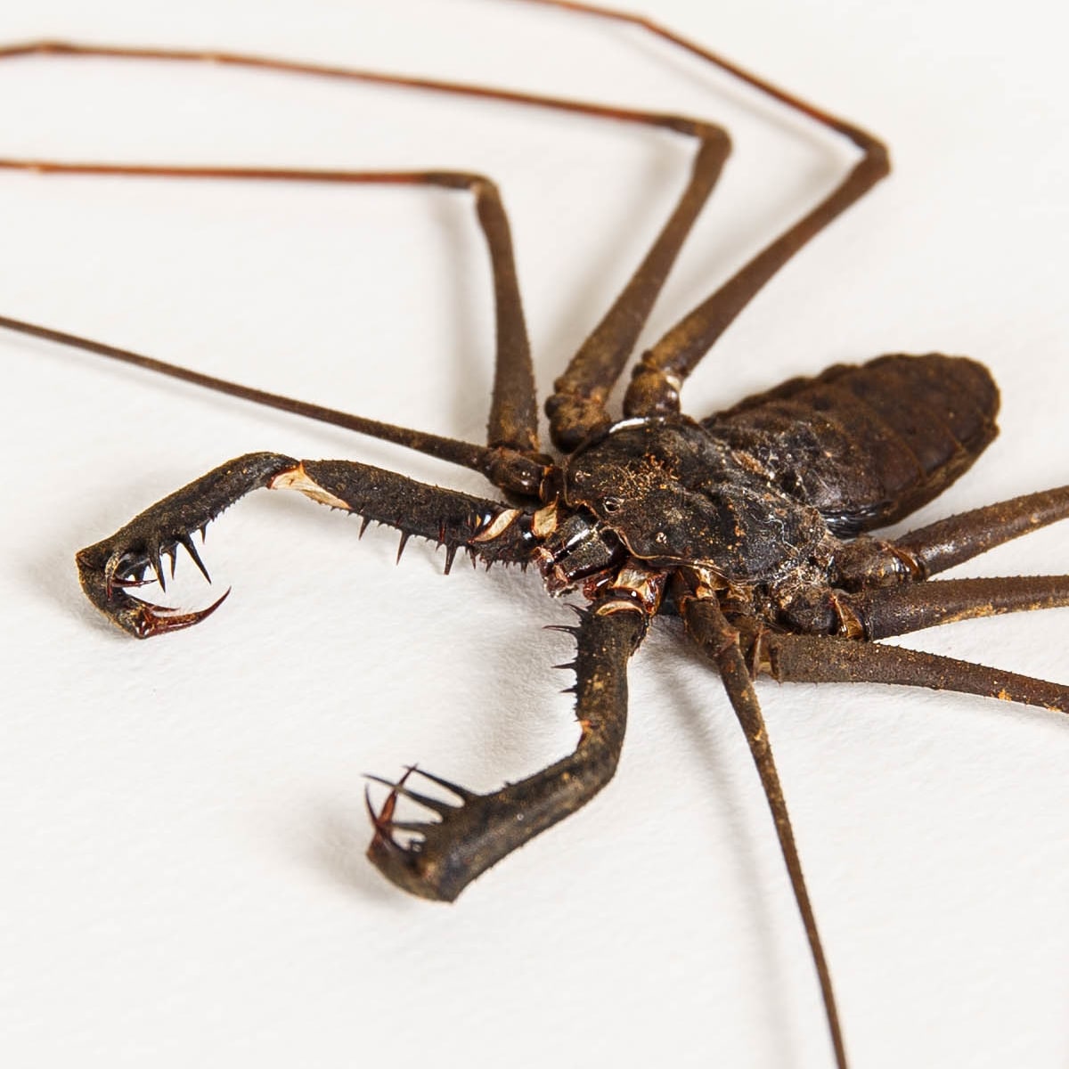 Tailless Whip Scorpion In Box Frame (Amblypygi sp)