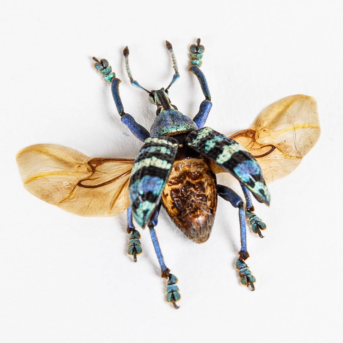Blue Weevil with Wings Spread in Box Frame (Eupholus magnificus)