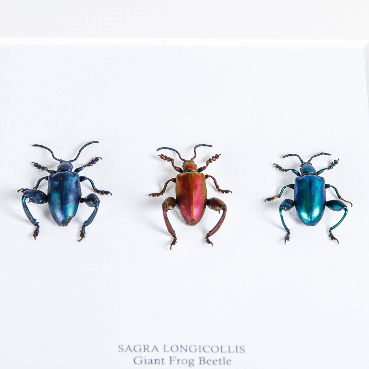 Giant Frog Beetle Trio in Box Frame (Sagra longicollis)