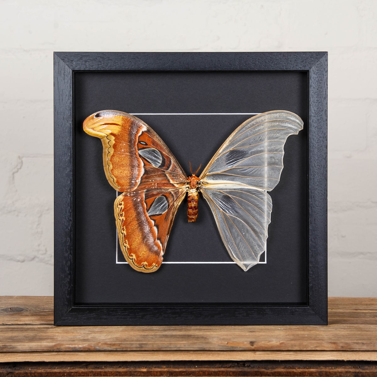 Minibeast Descaled Female Atlas Moth Anatomy Specimen in Box Frame (Attacus atlas)