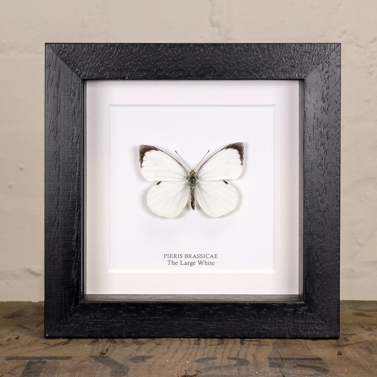 Minibeast The Large White Butterfly in Box Frame (Pieris brassicae)