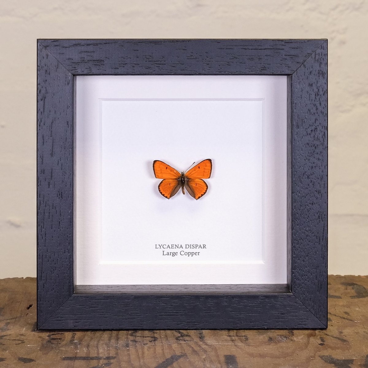 Minibeast The Large Copper Butterfly in Box Frame (Lycaena dispar)