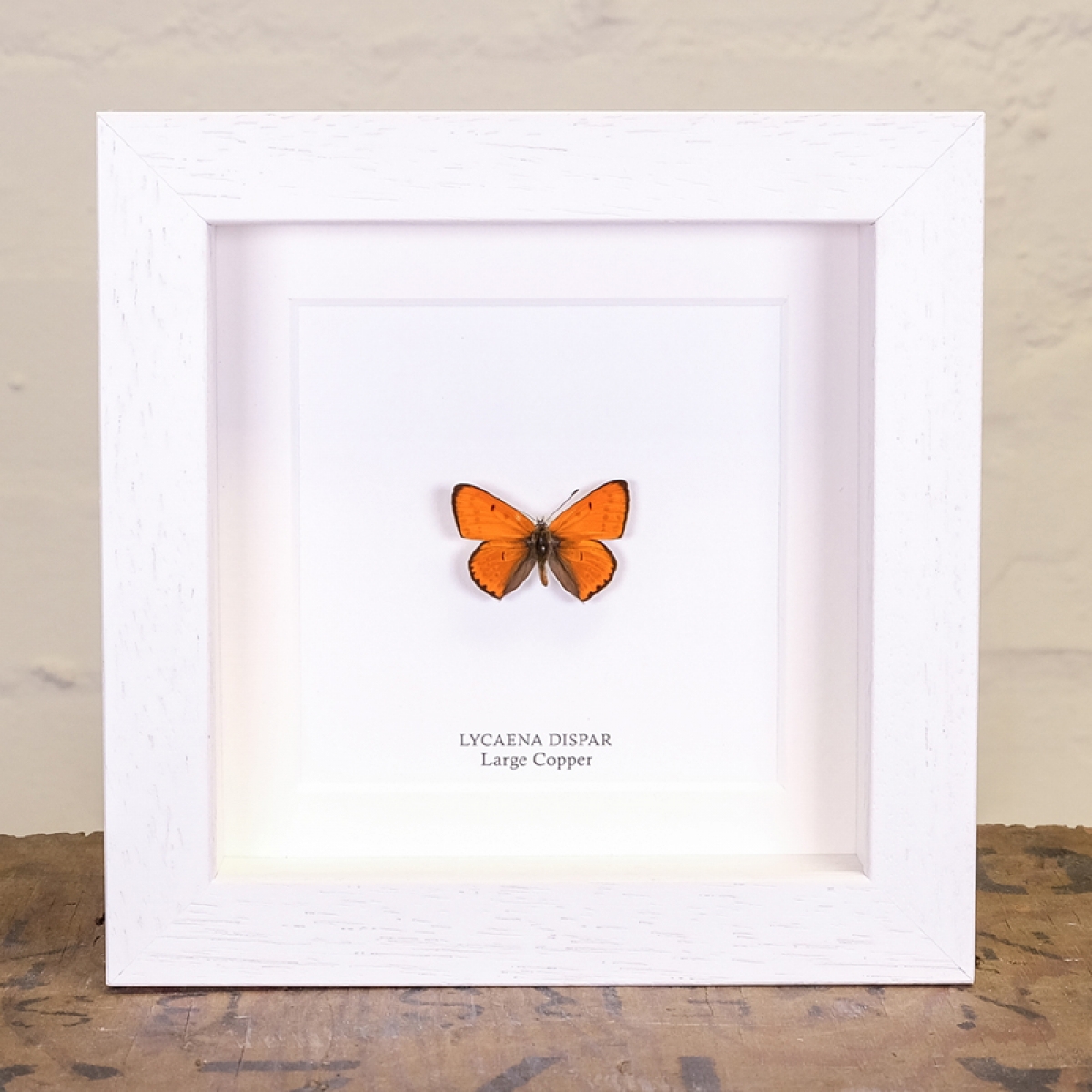 The Large Copper Butterfly in Box Frame (Lycaena dispar)